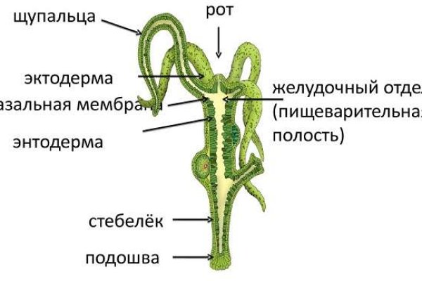 Кракен орг